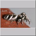 Salticus scenicus - Springspinne 09.jpg